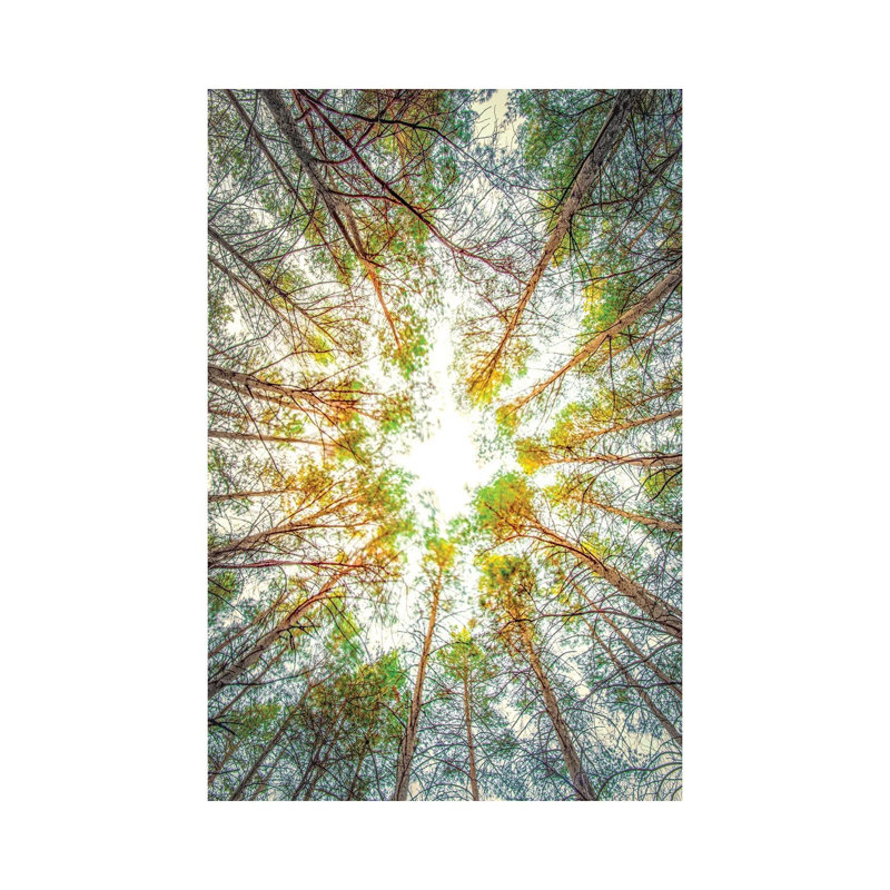 Canopy Of Trees by Nik Rave - Wrapped Canvas Gallery-Wrapped Canvas Giclée, 30.48cm H x 20.32cm W