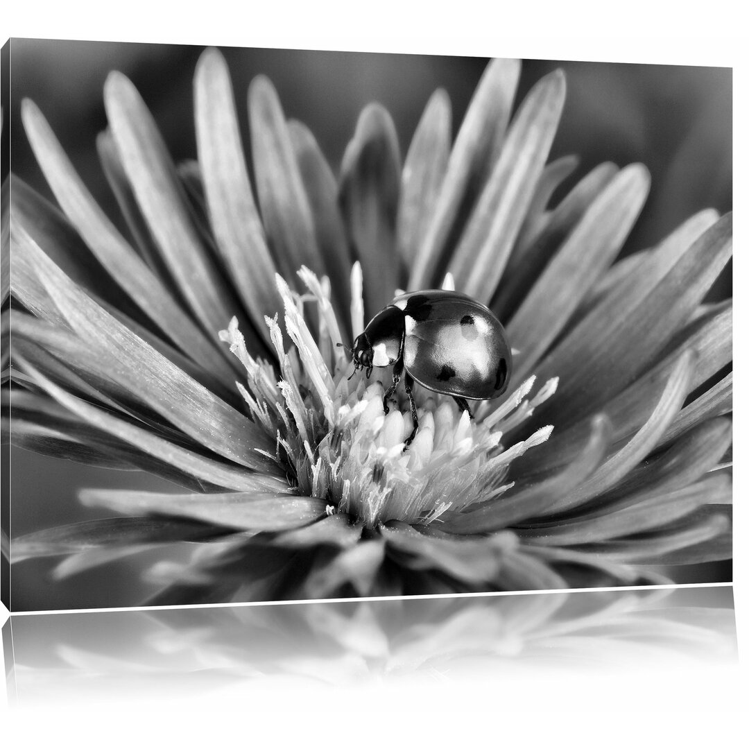 Leinwandbild Marienkäfer auf Blume in Monochrom