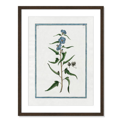 Colombe "Shabby Elegance Botanical I" Print