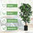 72'' Faux Ficus Tree in Pot