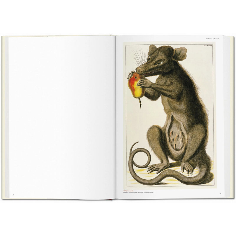 Seba Cabinet Of Natural Curiosities
