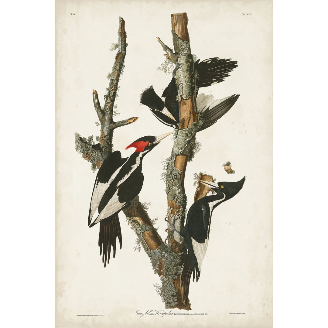 Leinwandbild Pl. 66 Ivory-Billed Woodpecker von John Audubon