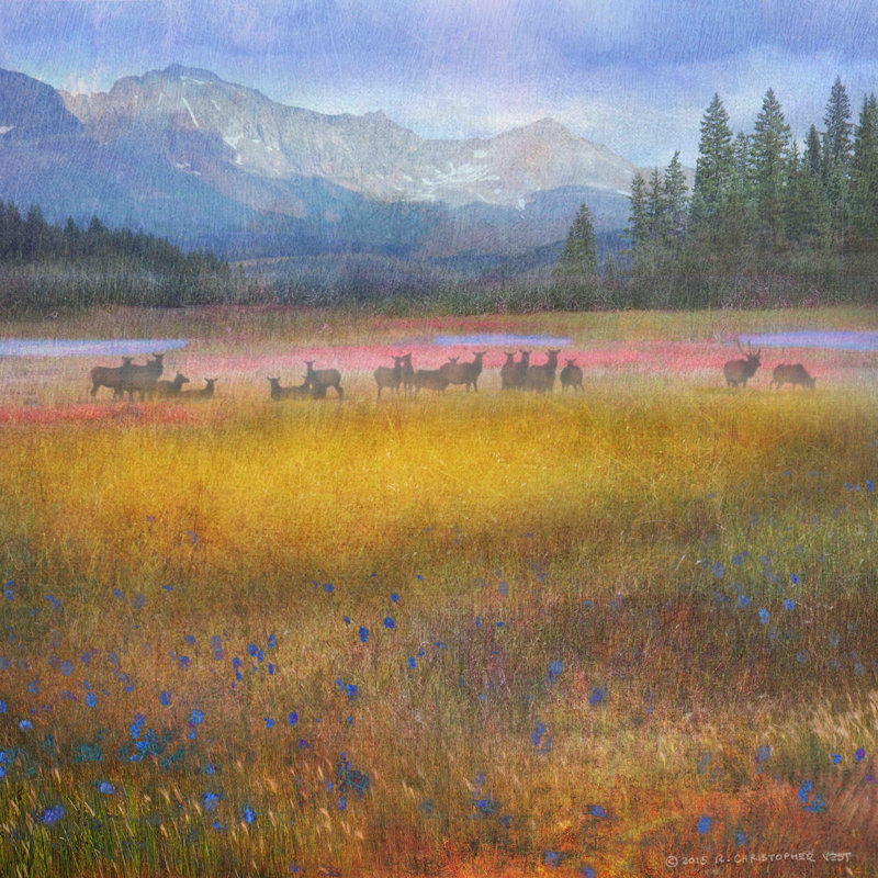 « florale elk elk » par chris exercice, reproduction d’art sur toile tendue, H 32 po x l 32 po x P 1,5 po
