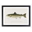Atlantic Salmon by Sherman F. Denton - Framed Print-55456802-55456803