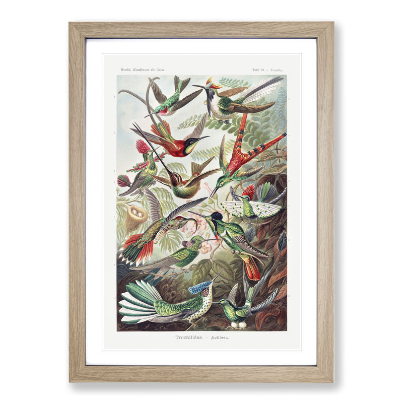 Study of Kingfisher Birds by Ernst Haeckel - Picture Frame Painting, 36cm H x 27cm W x 2cm D, Oak Framed
