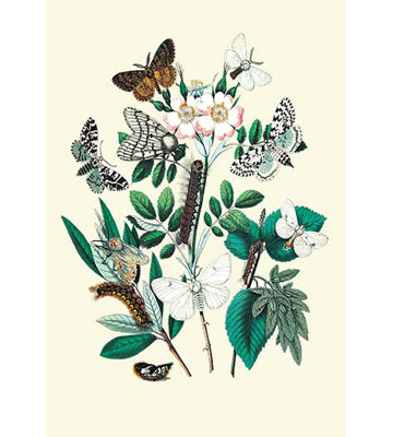 Moths: L. Salicis, O. Dispar, et al. by W. F. Kirby Painting Print