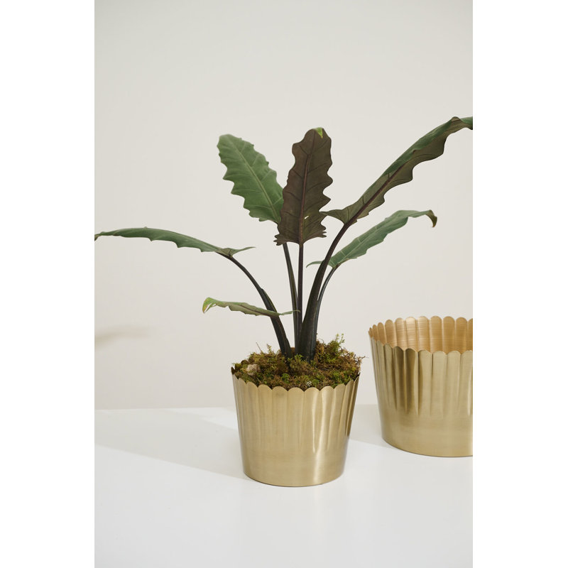 Pot Delicata 7,5 po x 6 po