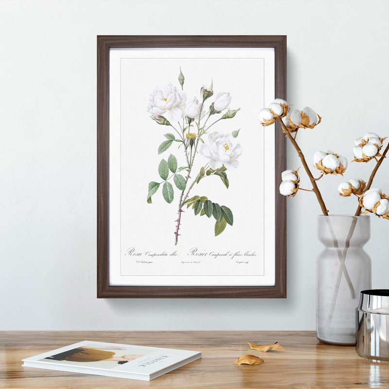 White Roses by Pierre-Joseph Redoute - Picture Frame Art Prints, 48cm H x 36cm W x 2cm D, Walnut Framed