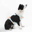 Harnais pour animal de compagnie Arlo-112400935-128618013