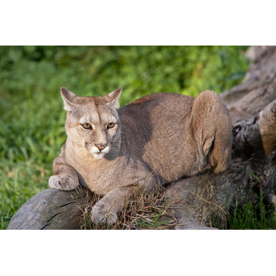 «Puma Or Cougar» par Edurivero - photographie sur toile tendue