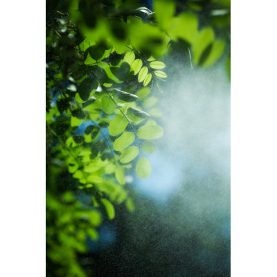 «Leaves in a Rainy Day» par Pixedeli