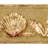 Adrieanna Coastal Seashell Border