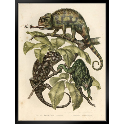 " Vintage Chameleon Illustration "