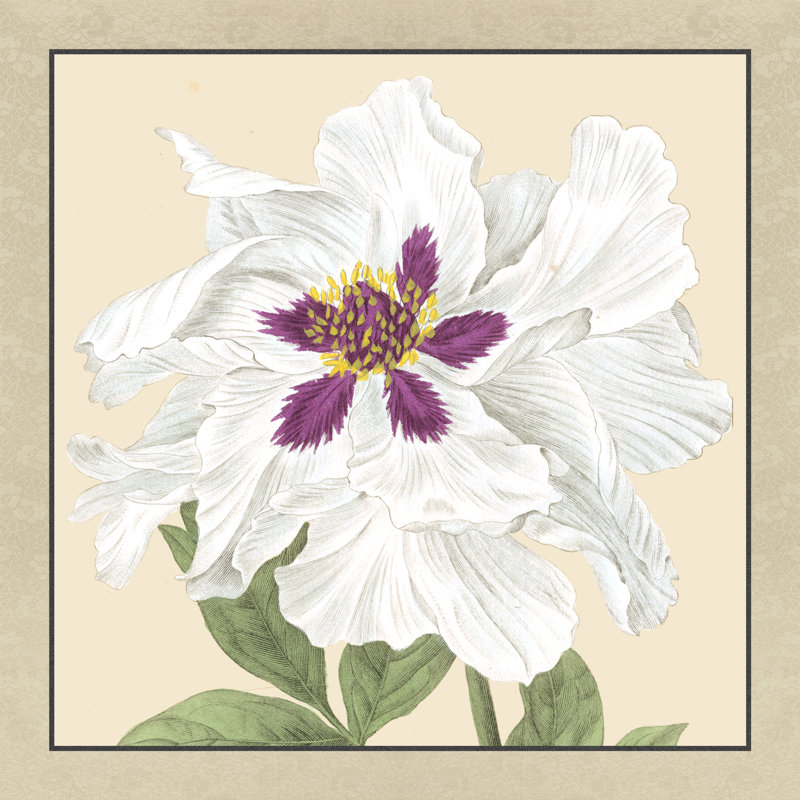 Small Peony Collection IV by Vision Studio - Wrapped Canvas Painting, 51cm H x 51cm W x 3.8cm D