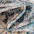Oriello Oriental Indoor Rug-1555863855