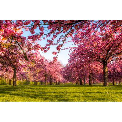 Vibrant Cherry Tree 1 Piece Wrapped Canvas Wall Art