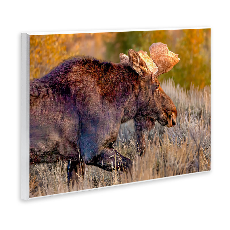 Plaque murale «Bull Moose At Dusk» par Shelley Carlisle, H 10 po x l 15 po