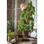 Plante à feuillage artificiel-1375985290-1431884681