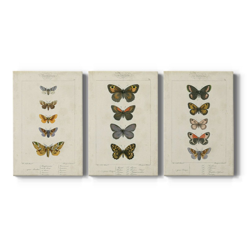 Pauquet Butterflies IV  -Custom Wrapped Gallery Canvas - 3 Pieces, 12" H x 24" W