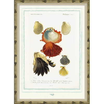 Seashells Giclee Print