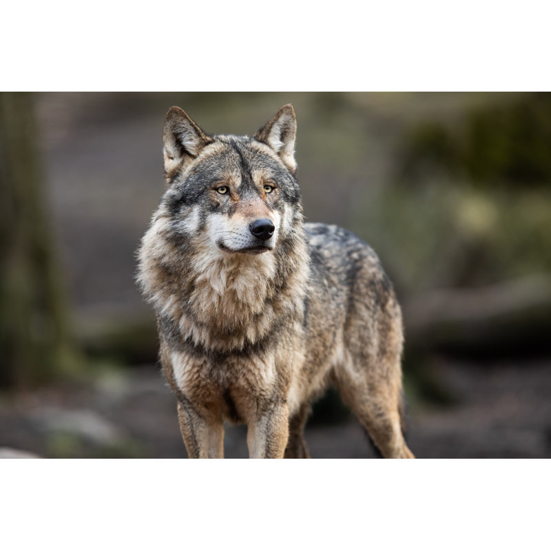 Portrait Of Grey Wolf In The Forest by AB Photography - Wrapped Canvas Print, 60.96cm x 91.44cm