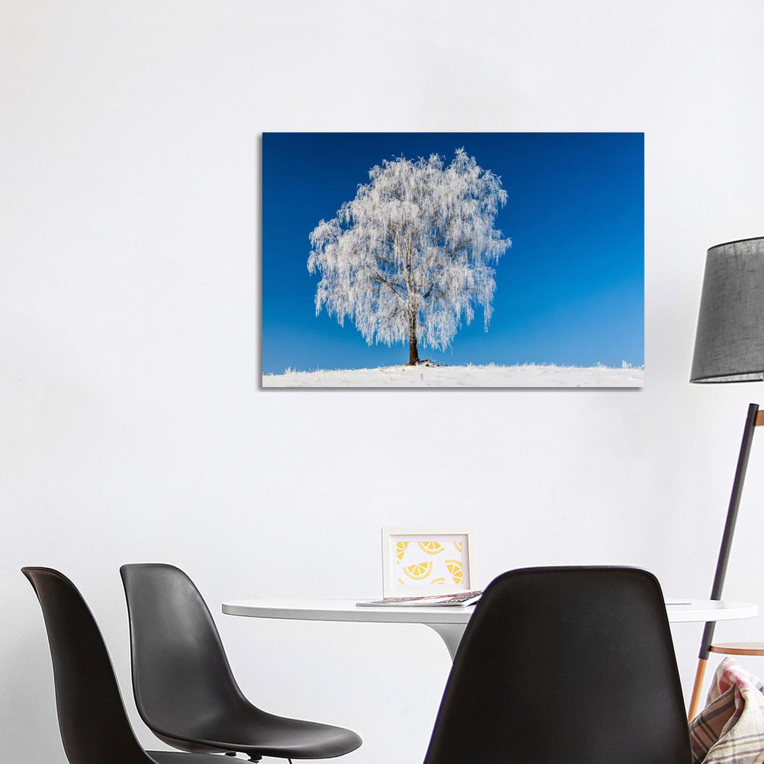 Poland, Podlaskie, Winter, Birch Tree by Mikolaj Gospodarek - Wrapped Canvas Print