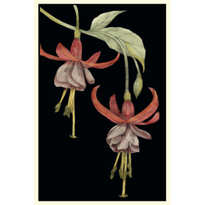 Graphic Fuchsia VI - Wrapped Canvas Print