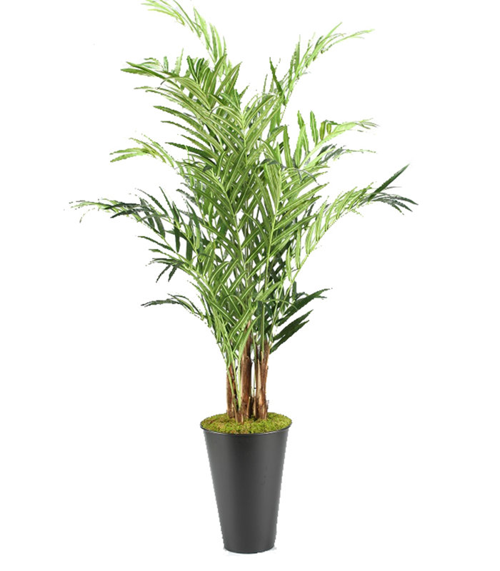 Kentia plante de sol dans un pot de fleurs