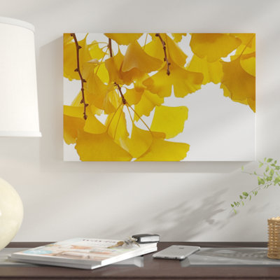 " Ginkgo Leaves In Autumn, Netherlands "