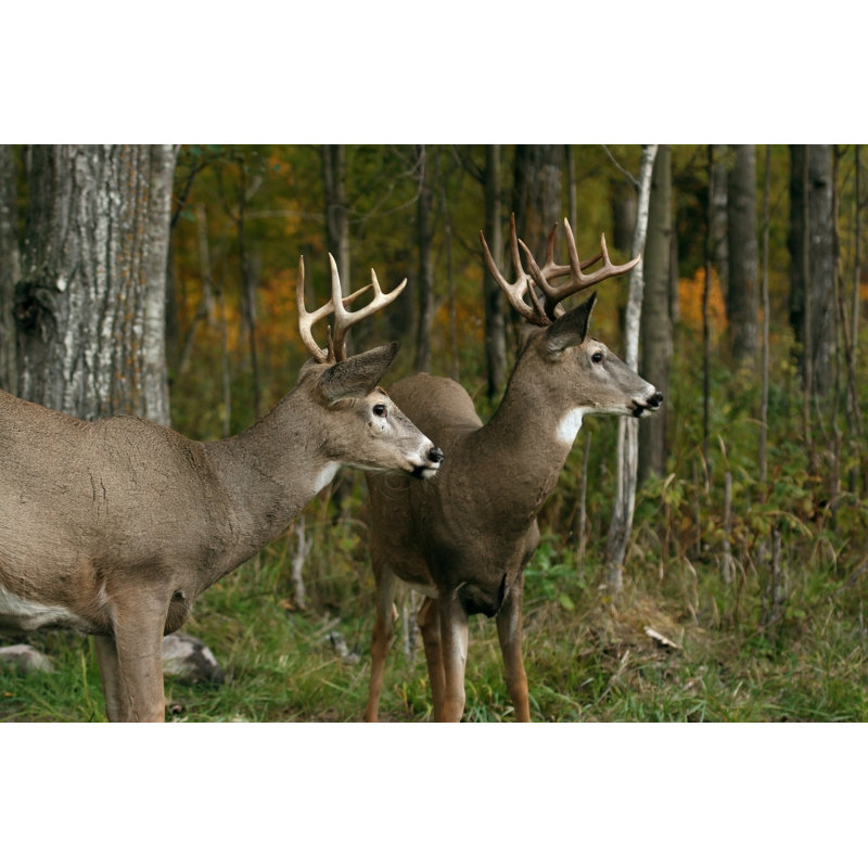 Two White Tail Deer Bucks - Wrapped Canvas Print, 61cm H x 91cm W