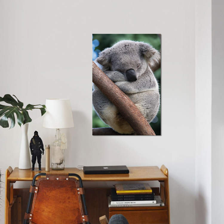 Koala mâle endormi par Suzi Eszterhas - reproduction de photo sur toile tendue, H 40 po x l 26 po x P 1,5 po, Toile tendue
