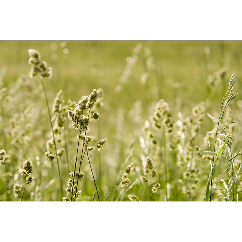 Green Meadow In Summer With Pollen. by Sieboldianus - No Frame Art Prints on Canvas, 81cm H x 122cm W
