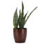 Live Zeylancia Snake Plant in Classic Pot-49662180