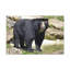 No Frame Print on Canvas-1843702877