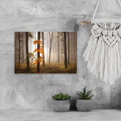 Misty Autumn Forest Ethereal Peaceful Serene Autumn Forest Wall Art