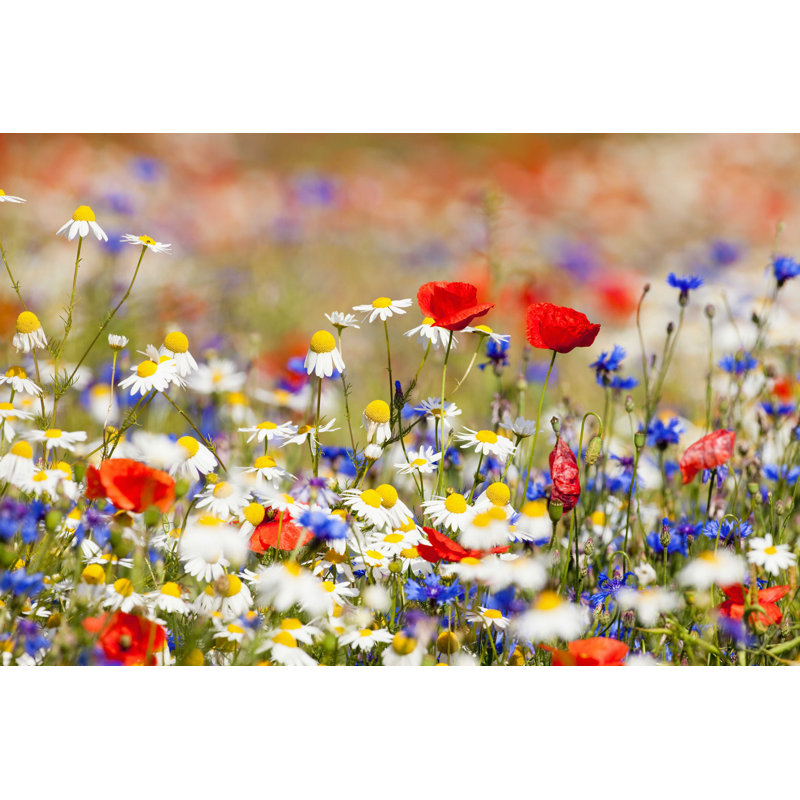 Fleurs sauvages - Photographie sur toile tendue, H 8 po x l 12 po