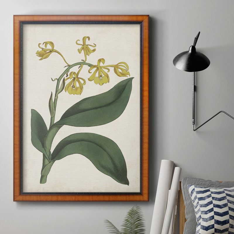 Toile encadrée de qualité supérieure Antique Botanical Collection X - prête à être accrochée, H 27 po x l 18 po x P 2,5 po