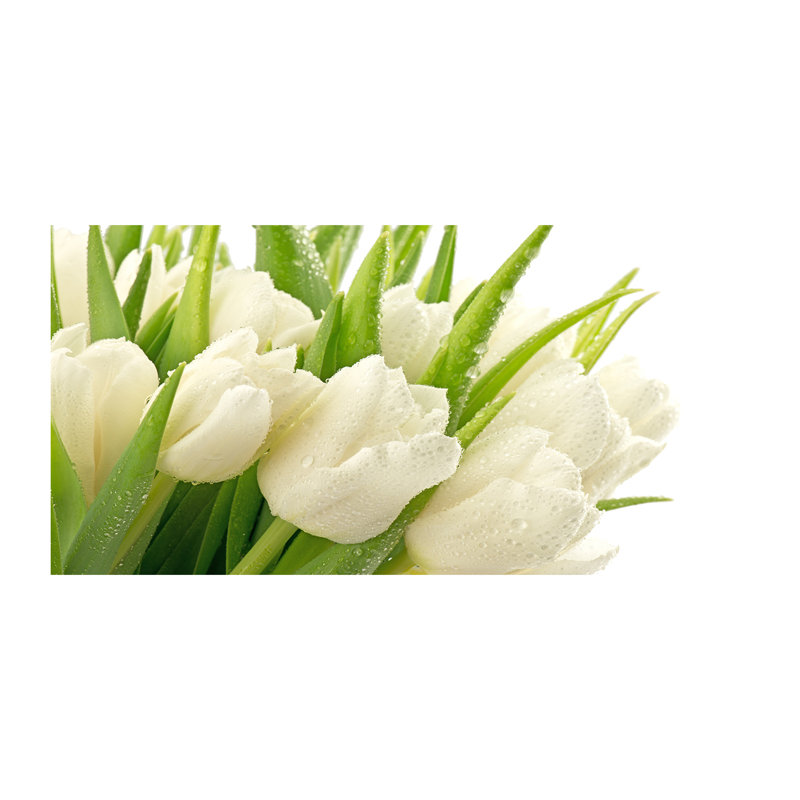 White Tulips - Wrapped Canvas Print