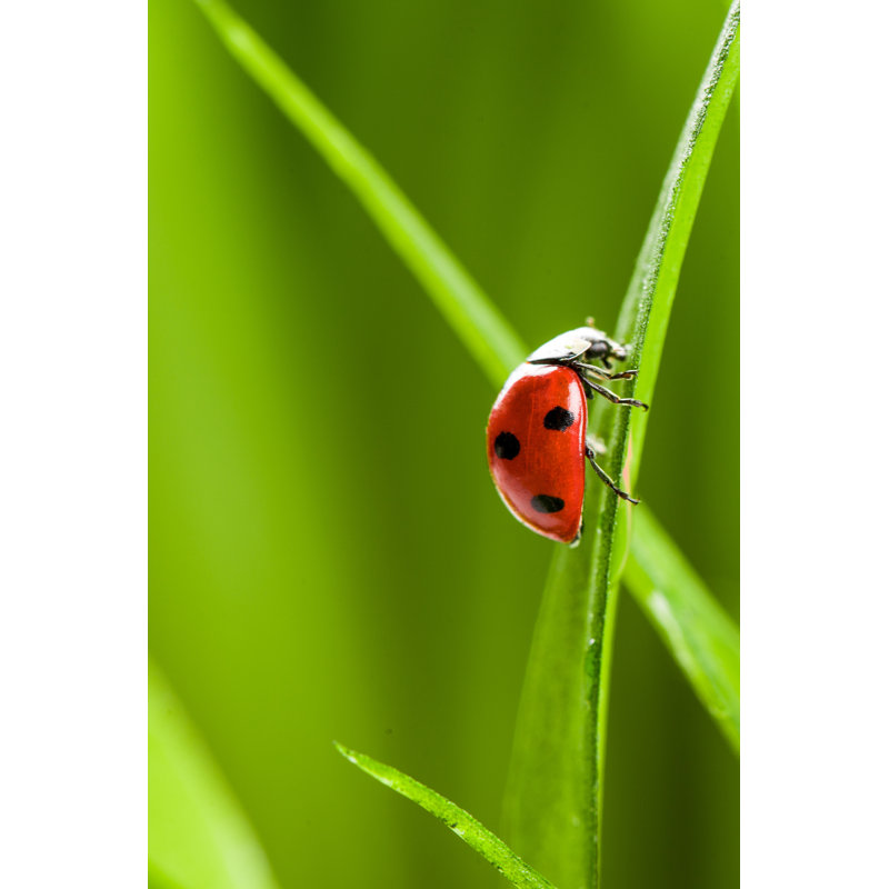 Ladybug On Grass by FotoMaximum - Wrapped Canvas Print, 76cm H x 51cm W x 3.8cm D