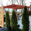 Pergola en bois de sequoia rouge massif-1180134193