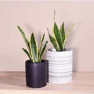 Upshining Live Snake Plant (Sansevieria) Plant in Ceramic Pot