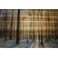 « Papineau » par Parvez Taj - impression d'une photo sur bois-23840682