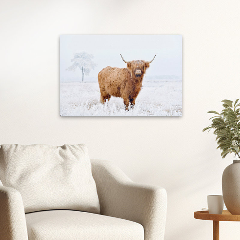 Conway - Photographie, animaux, faune, vaches, art, H 16 po x l 24 po