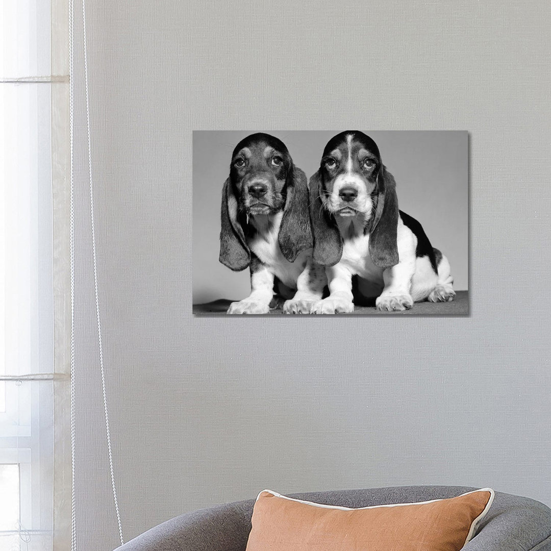 1960s Pair Of Basset Pups Sitting Shoulder-To-Shoulder Looking At Camera by Vintage Images - Gallery-Wrapped Canvas Gicl...