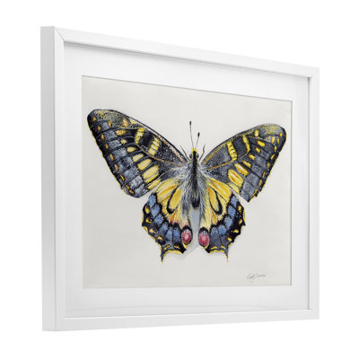 Magnifique reproduction symétrique d'ailes de papillon de nuit sous verre, conception de Cady