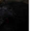 «Yorkie Puppy» de Vidur, impression sur toile tendue-22072020