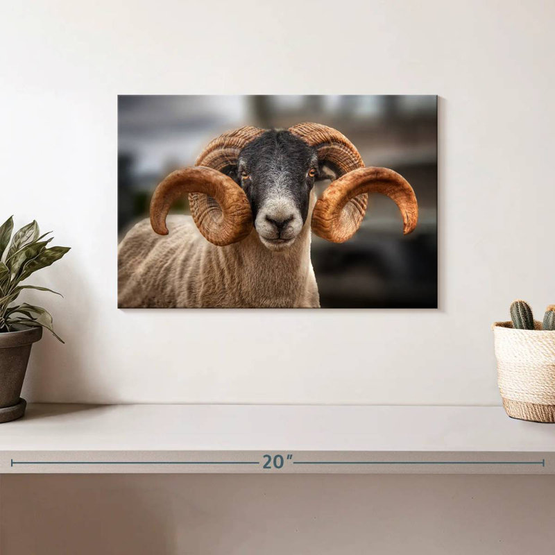 Ram écossais Brampt, H 8 po x l 12 po