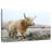 Brampt Wild White Highland Cow-107684234
