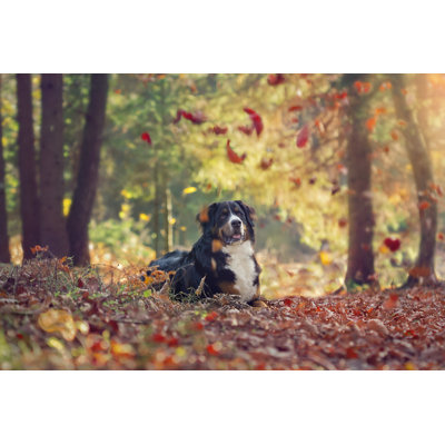 " Bernese Mountain Dog " by Elenasendler