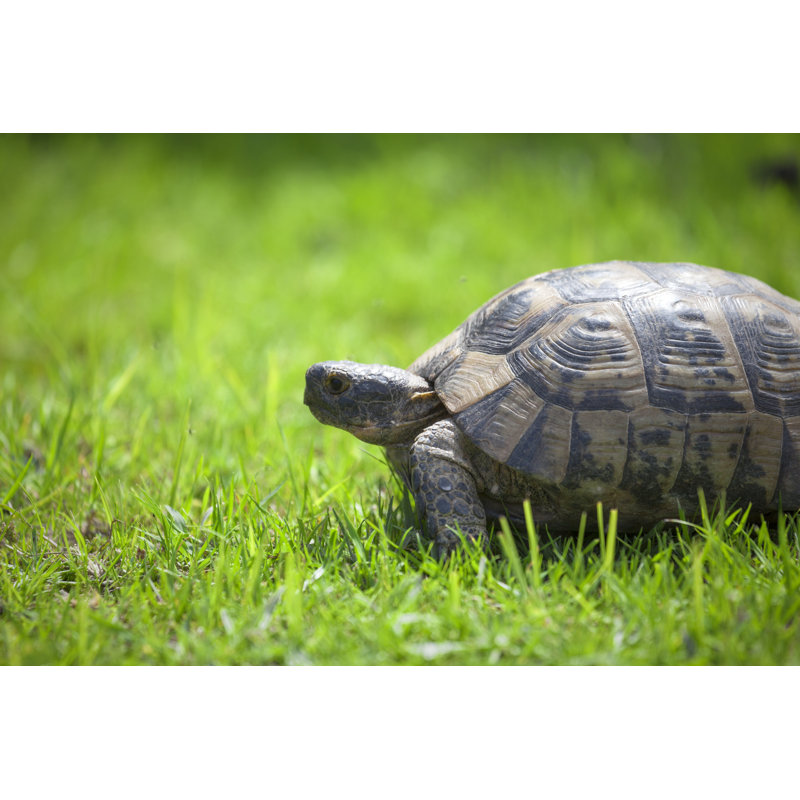 Tortoise On Green Grass by Selimaksan - No Frame Art Prints on Canvas, 61cm H x 91cm W